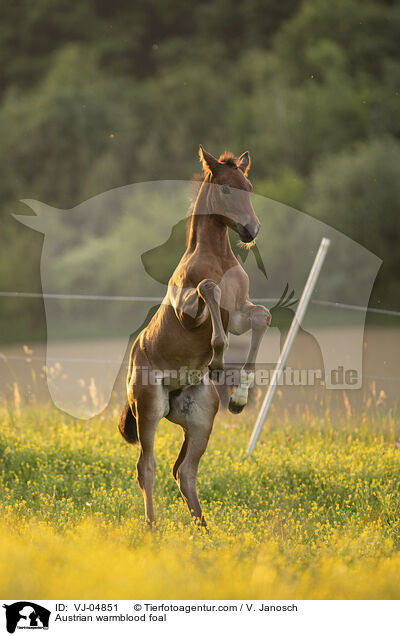 sterreichisches Warmblut Fohlen / Austrian warmblood foal / VJ-04851