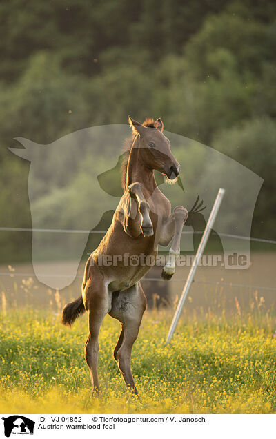 sterreichisches Warmblut Fohlen / Austrian warmblood foal / VJ-04852