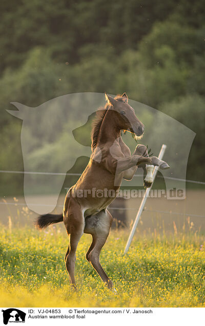 sterreichisches Warmblut Fohlen / Austrian warmblood foal / VJ-04853