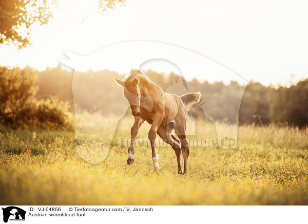 sterreichisches Warmblut Fohlen / Austrian warmblood foal / VJ-04856