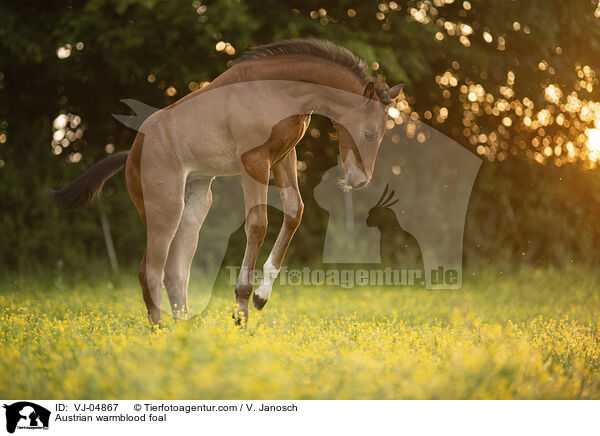 sterreichisches Warmblut Fohlen / Austrian warmblood foal / VJ-04867