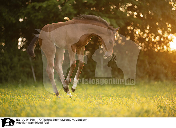 sterreichisches Warmblut Fohlen / Austrian warmblood foal / VJ-04868