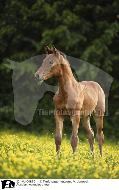 sterreichisches Warmblut Fohlen / Austrian warmblood foal / VJ-04875