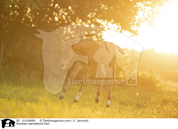 sterreichisches Warmblut Fohlen / Austrian warmblood foal / VJ-04884