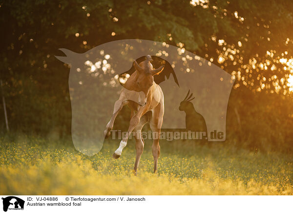 sterreichisches Warmblut Fohlen / Austrian warmblood foal / VJ-04886