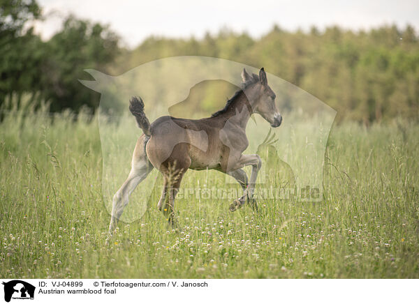 sterreichisches Warmblut Fohlen / Austrian warmblood foal / VJ-04899