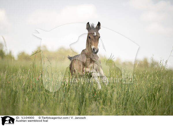 Austrian warmblood foal / VJ-04900
