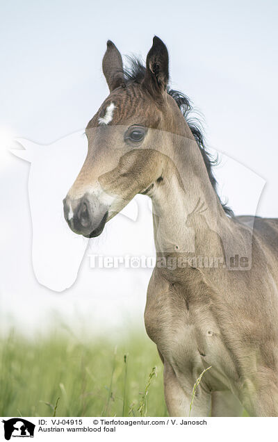 sterreichisches Warmblut Fohlen / Austrian warmblood foal / VJ-04915