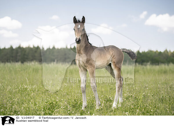 Austrian warmblood foal / VJ-04917