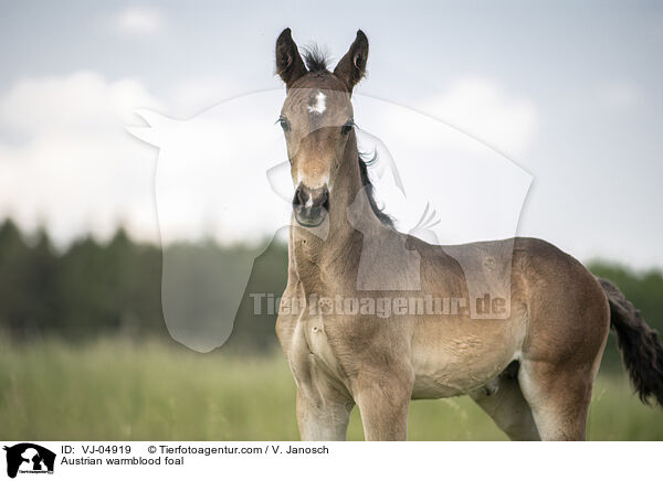 sterreichisches Warmblut Fohlen / Austrian warmblood foal / VJ-04919