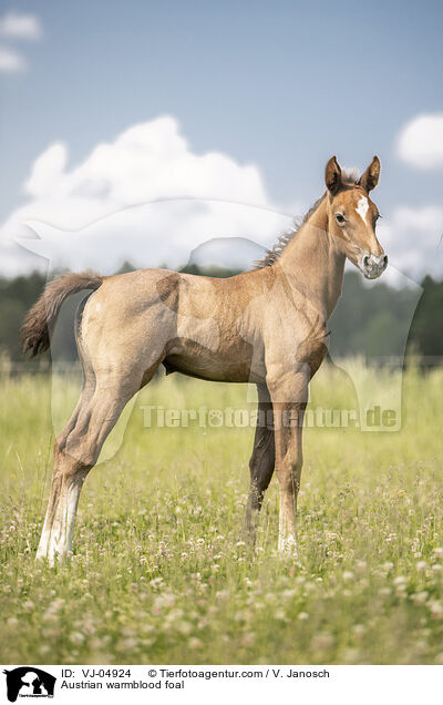 Austrian warmblood foal / VJ-04924