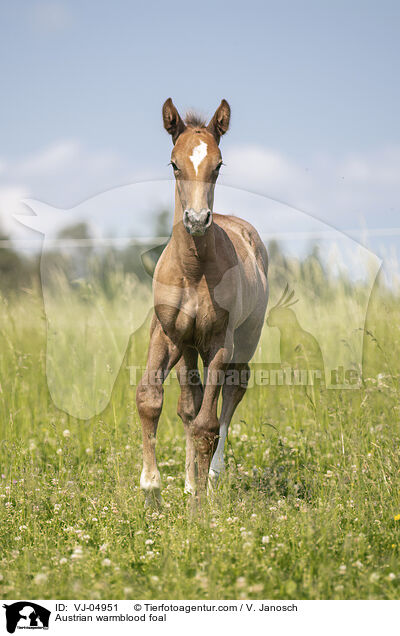 sterreichisches Warmblut Fohlen / Austrian warmblood foal / VJ-04951