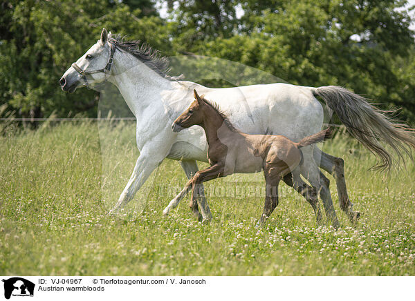 sterreichische Warmblter / Austrian warmbloods / VJ-04967