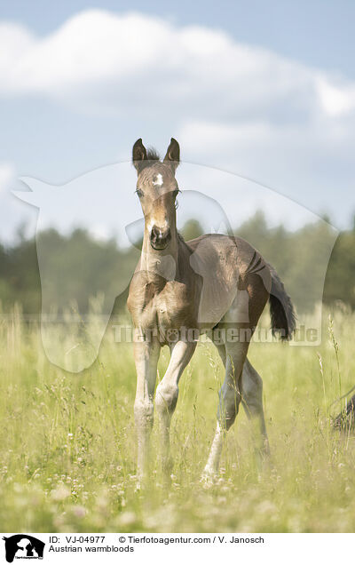 sterreichische Warmblter / Austrian warmbloods / VJ-04977