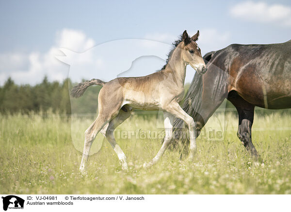 Austrian warmbloods / VJ-04981