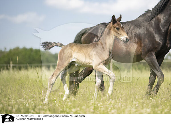 sterreichische Warmblter / Austrian warmbloods / VJ-04984