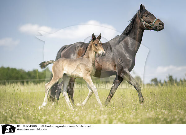 sterreichische Warmblter / Austrian warmbloods / VJ-04986