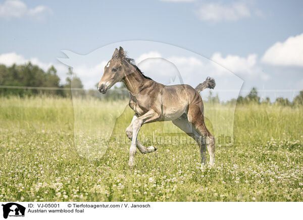 sterreichisches Warmblut Fohlen / Austrian warmblood foal / VJ-05001