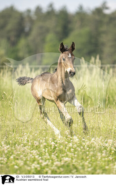Austrian warmblood foal / VJ-05013