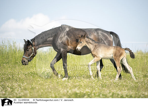 sterreichische Warmblter / Austrian warmbloods / VJ-05034