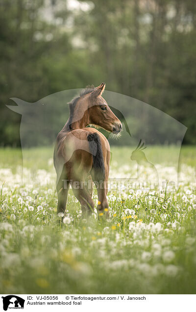 Austrian warmblood foal / VJ-05056