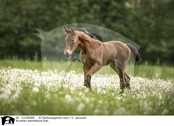 sterreichisches Warmblut Fohlen / Austrian warmblood foal / VJ-05066