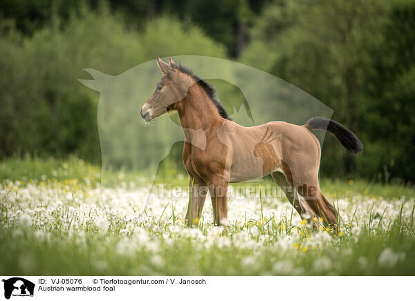 sterreichisches Warmblut Fohlen / Austrian warmblood foal / VJ-05076