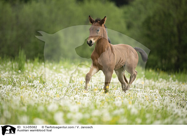 Austrian warmblood foal / VJ-05082