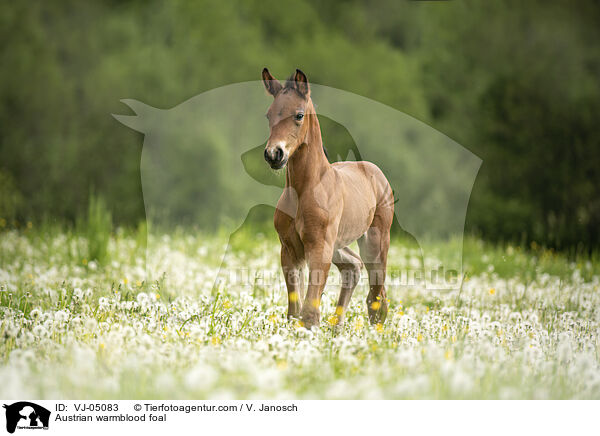 Austrian warmblood foal / VJ-05083