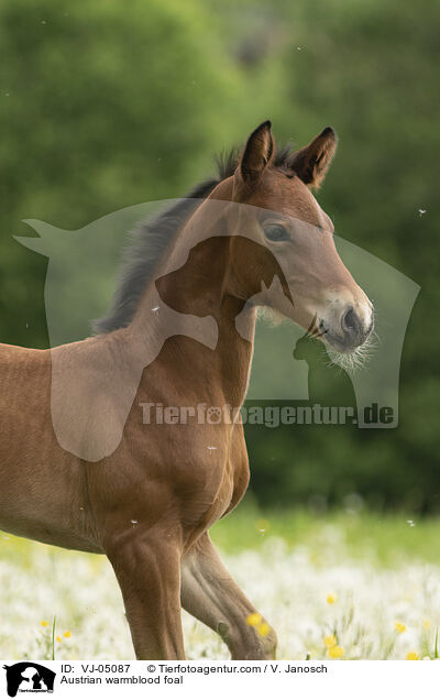 Austrian warmblood foal / VJ-05087