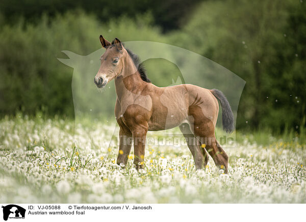 sterreichisches Warmblut Fohlen / Austrian warmblood foal / VJ-05088