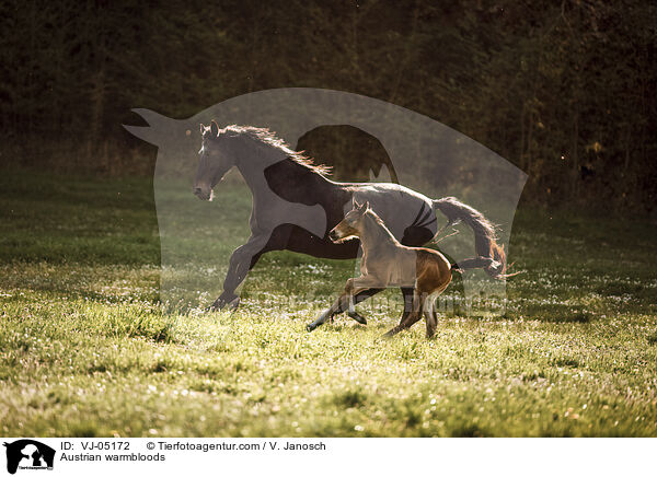 sterreichische Warmblter / Austrian warmbloods / VJ-05172