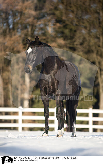 sterreichisches Warmblut / Austrian Warmblood / VJ-05327