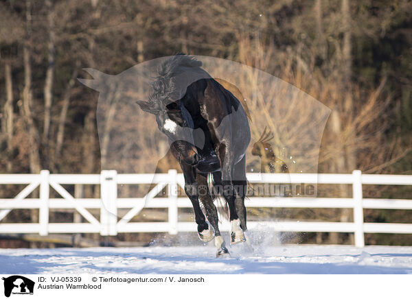 Austrian Warmblood / VJ-05339