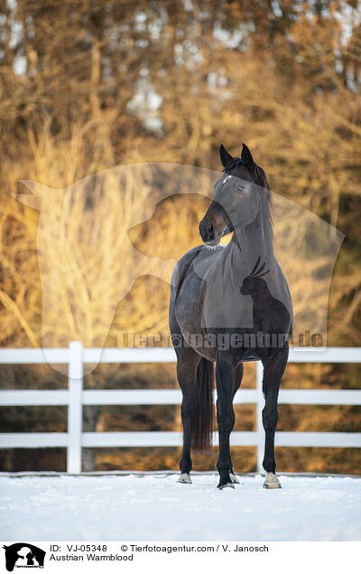 sterreichisches Warmblut / Austrian Warmblood / VJ-05348