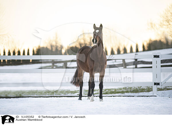 sterreichisches Warmblut / Austrian Warmblood / VJ-05352