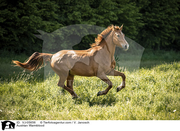 sterreichisches Warmblut / Austrian Warmblood / VJ-05656