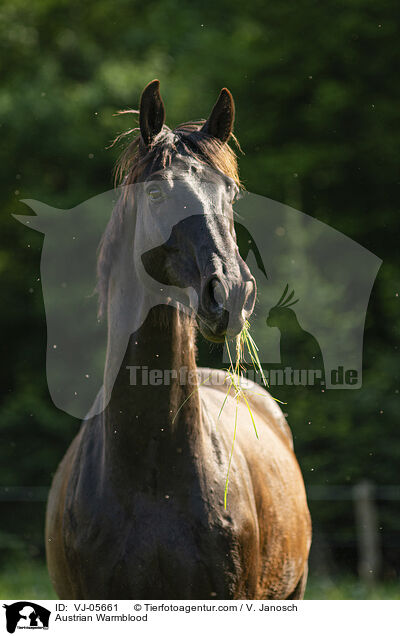 sterreichisches Warmblut / Austrian Warmblood / VJ-05661