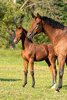 Austrian Warmblood mother with foal