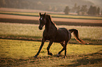 Austrian Warmblood