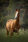 Austrian Warmblood