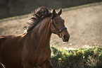 galloping Austrian Warmblood