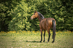standing Austrian Warmblood