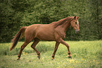 Austrian Warmblood
