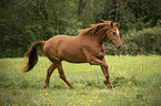 Austrian Warmblood