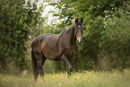 walking Austrian warmblood