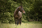 Austrian warmblood