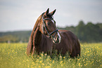 Austrian warmblood portrait