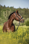 Austrian warmblood portrait