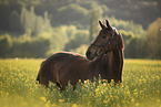 Austrian warmblood portrait